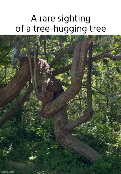 I guess it’s just environmentally friendly… | A rare sighting of a tree-hugging tree | image tagged in funny,meme,tree,tree hugger,environmentally friendly | made w/ Imgflip meme maker