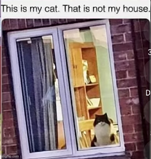 stupid cats | image tagged in cats,funny,uh oh,posts,stupid,house | made w/ Imgflip meme maker