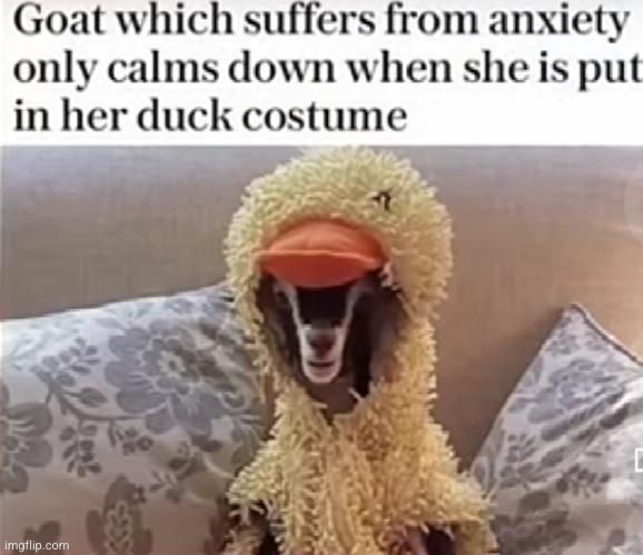 and here's a goat with down syndrome and ADHD | image tagged in goat,duck,costume,autistic,adhd,animals | made w/ Imgflip meme maker