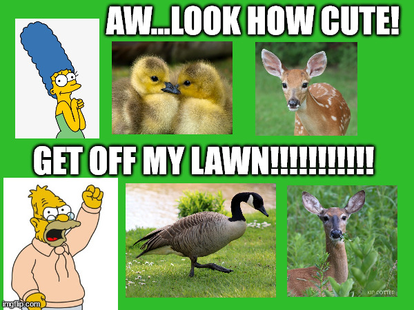 Get off my lawn | AW...LOOK HOW CUTE! GET OFF MY LAWN!!!!!!!!!!! | image tagged in wildlife | made w/ Imgflip meme maker