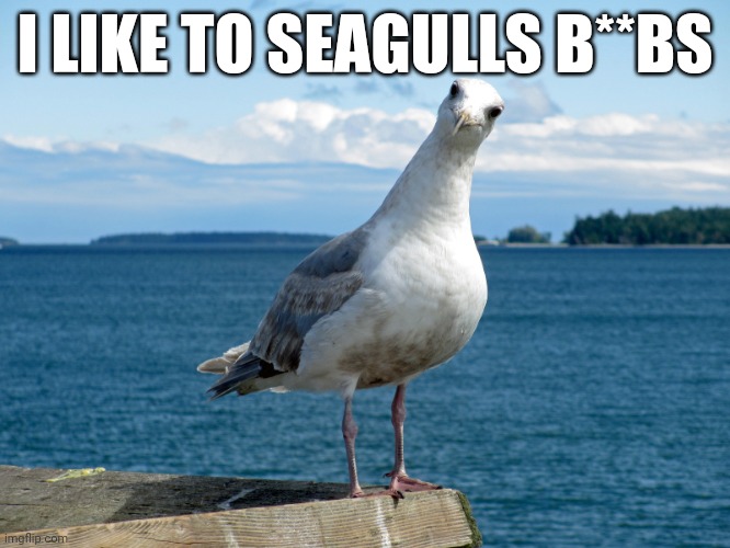 seagull | I LIKE TO SEAGULLS B**BS | image tagged in seagull | made w/ Imgflip meme maker