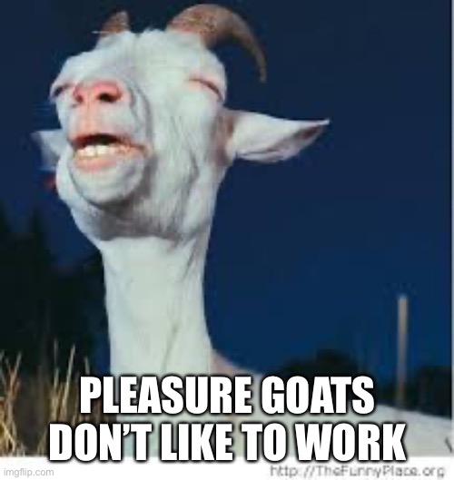 Pleasure Goat | PLEASURE GOATS DON’T LIKE TO WORK | image tagged in pleasure goat | made w/ Imgflip meme maker