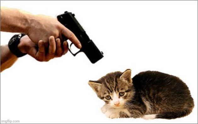 Or i will shoot this cat | image tagged in or i will shoot this cat | made w/ Imgflip meme maker