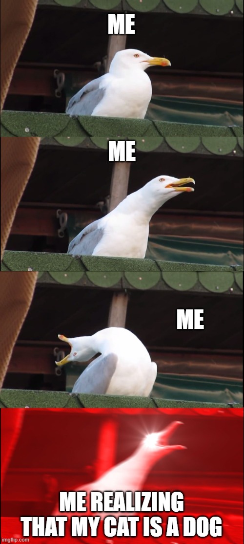 help me pls | ME; ME; ME; ME REALIZING THAT MY CAT IS A DOG | image tagged in memes,inhaling seagull | made w/ Imgflip meme maker