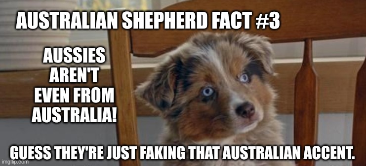 Australian Shepherd Fact #3 | AUSTRALIAN SHEPHERD FACT #3; AUSSIES AREN'T EVEN FROM AUSTRALIA! GUESS THEY'RE JUST FAKING THAT AUSTRALIAN ACCENT. | image tagged in cute,funny,dog,dogs,aussie,memes | made w/ Imgflip meme maker