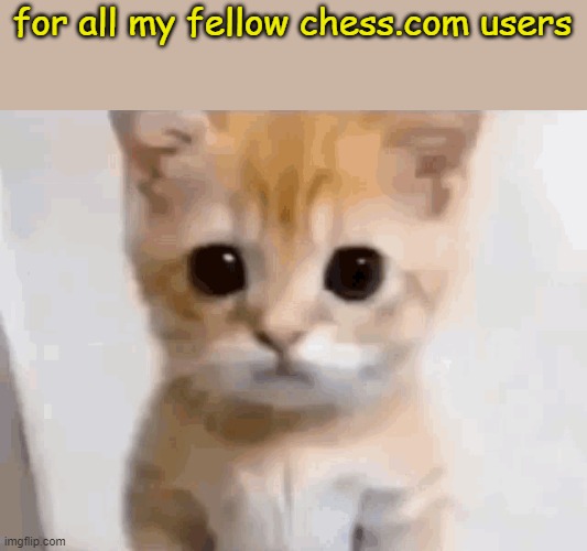 oh no... not her | for all my fellow chess.com users | image tagged in el gato,chess | made w/ Imgflip meme maker