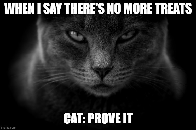cats when you sat no more treats left | WHEN I SAY THERE'S NO MORE TREATS; CAT: PROVE IT | image tagged in cats | made w/ Imgflip meme maker