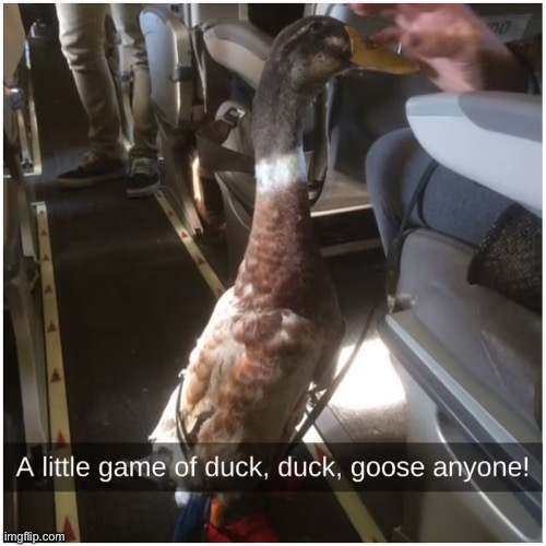 Plane duck 2 | image tagged in duck on plane wing,plane,duck | made w/ Imgflip meme maker