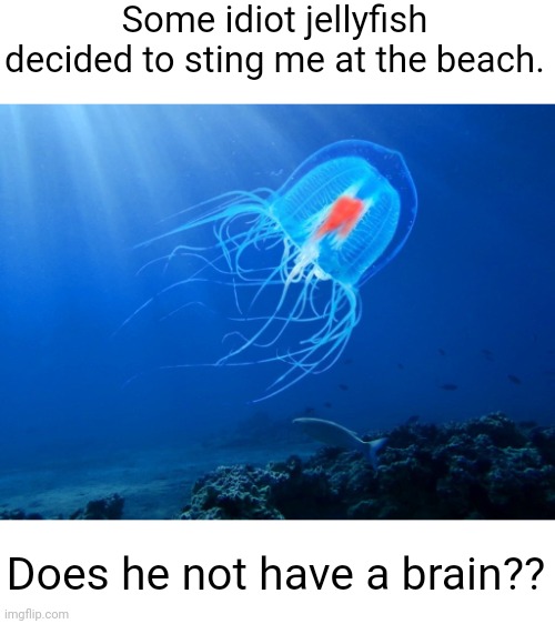 Meme #2,979 | Some idiot jellyfish decided to sting me at the beach. Does he not have a brain?? | image tagged in memes,puns,jokes,jellyfish,sting,brain | made w/ Imgflip meme maker