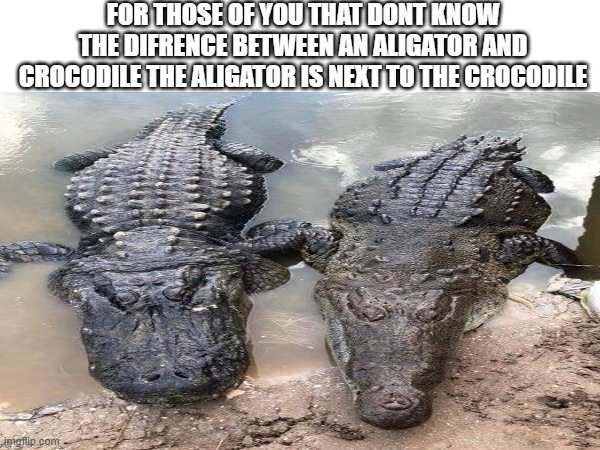 ya idiots | FOR THOSE OF YOU THAT DONT KNOW THE DIFRENCE BETWEEN AN ALIGATOR AND CROCODILE THE ALIGATOR IS NEXT TO THE CROCODILE | image tagged in animals | made w/ Imgflip meme maker