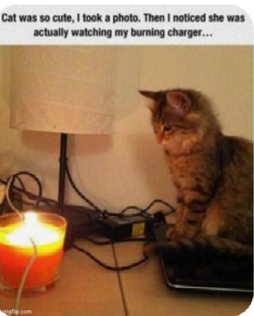 she was watching your world burn...evil laughter | image tagged in cat,charger,some men just want to watch the world burn,funny,uh oh,whyyy | made w/ Imgflip meme maker