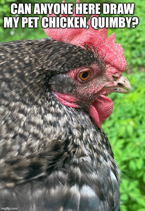 I just think a drawing of her would be great and I’m bad at drawing | CAN ANYONE HERE DRAW MY PET CHICKEN, QUIMBY? | made w/ Imgflip meme maker