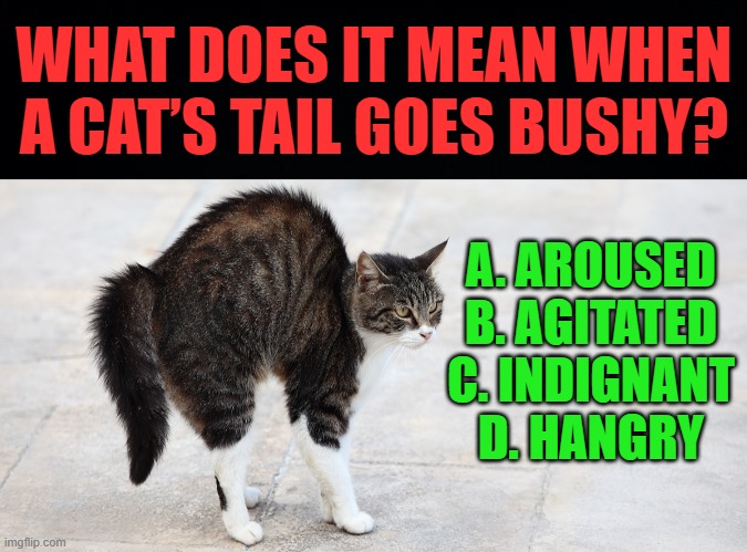 the answer is B | WHAT DOES IT MEAN WHEN A CAT’S TAIL GOES BUSHY? A. AROUSED
B. AGITATED
C. INDIGNANT
D. HANGRY | image tagged in black background,bushy,tail,cat,emotions | made w/ Imgflip meme maker