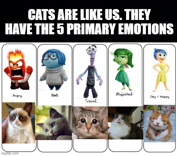 they don't have secondary emotions though | CATS ARE LIKE US. THEY HAVE THE 5 PRIMARY EMOTIONS | image tagged in black background,emotions,inside out,cats,happy,sad | made w/ Imgflip meme maker