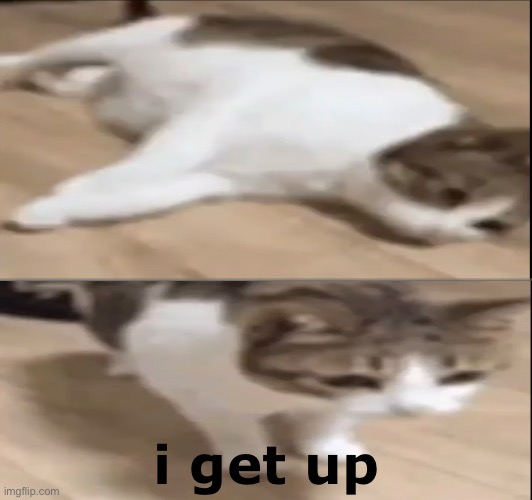 i get up | i get up | image tagged in cat | made w/ Imgflip meme maker