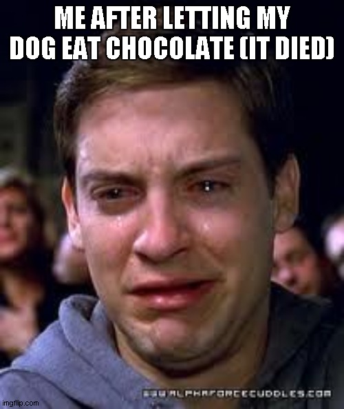 Sitting in a corner rn | ME AFTER LETTING MY DOG EAT CHOCOLATE (IT DIED) | image tagged in crying spiderman | made w/ Imgflip meme maker