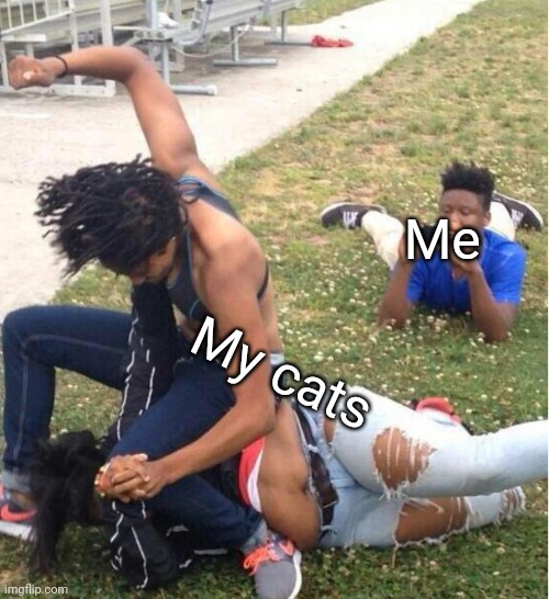 Guy recording a fight | Me; My cats | image tagged in guy recording a fight | made w/ Imgflip meme maker