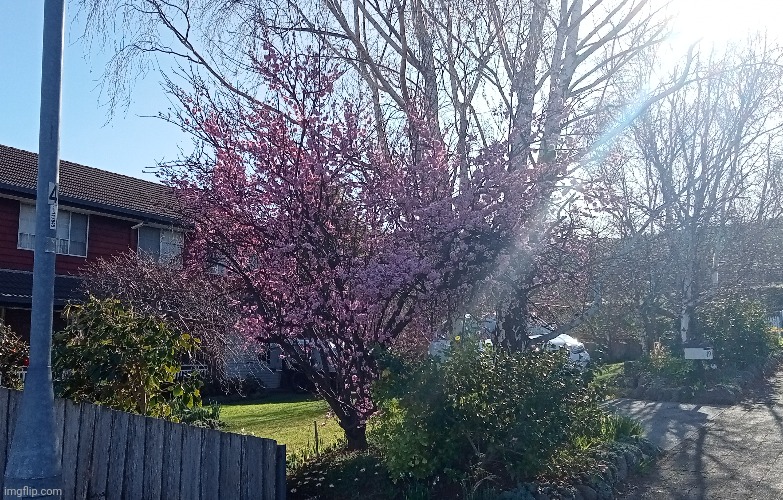 A beautiful cherry blossom | made w/ Imgflip meme maker