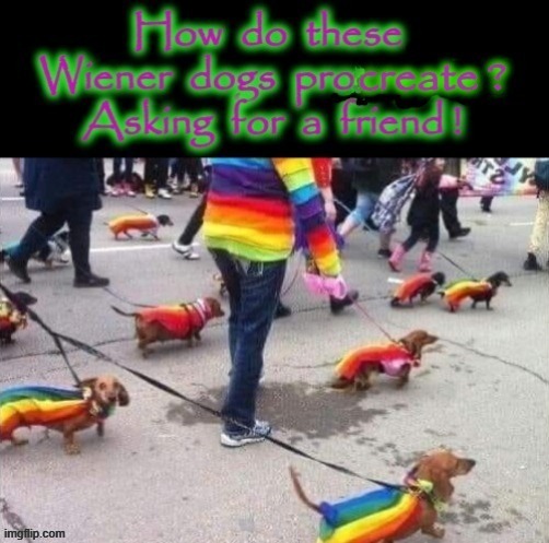 Wiener Dog | image tagged in coldplay | made w/ Imgflip meme maker