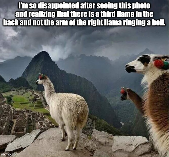 I'm so disappointed after seeing this photo and realizing that there is a third llama in the back and not the arm of the right llama ringing a bell. | image tagged in durl earl | made w/ Imgflip meme maker