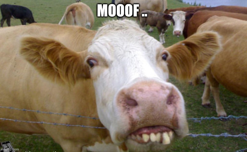 Moo | MOOOF .. | image tagged in cows | made w/ Imgflip meme maker