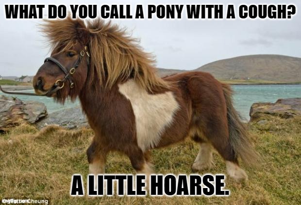 Daily Bad Dad Joke July 31 2023 | WHAT DO YOU CALL A PONY WITH A COUGH? A LITTLE HOARSE. | image tagged in shetland pony | made w/ Imgflip meme maker