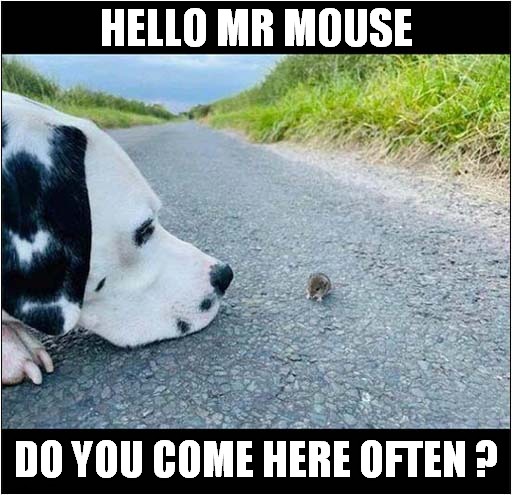 What a Polite Dalmatian ! | HELLO MR MOUSE; DO YOU COME HERE OFTEN ? | image tagged in dogs,polite,dalmatian,mouse | made w/ Imgflip meme maker