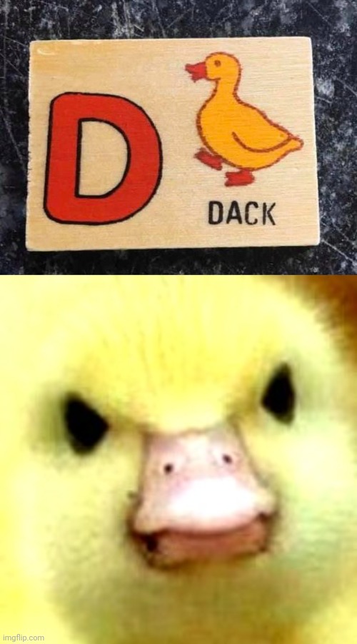 "DACK" | image tagged in angry duck,spelling error,you had one job,duck,ducks,memes | made w/ Imgflip meme maker