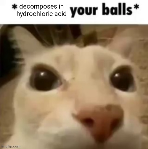 cat | decomposes in hydrochloric acid | image tagged in x your balls | made w/ Imgflip meme maker