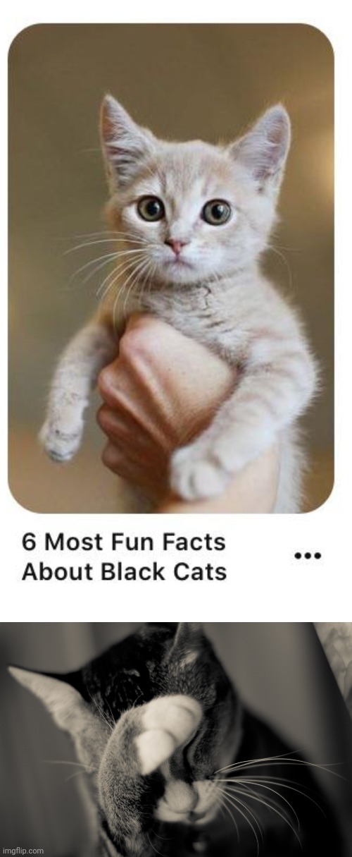 Pretty sure that ain't black tho *facepalms* | image tagged in facepalm cat,you had one job,cats,cat,memes,animals | made w/ Imgflip meme maker