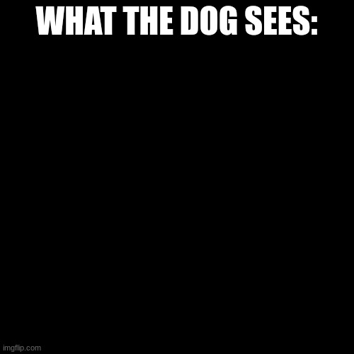 WHAT THE DOG SEES: | made w/ Imgflip meme maker