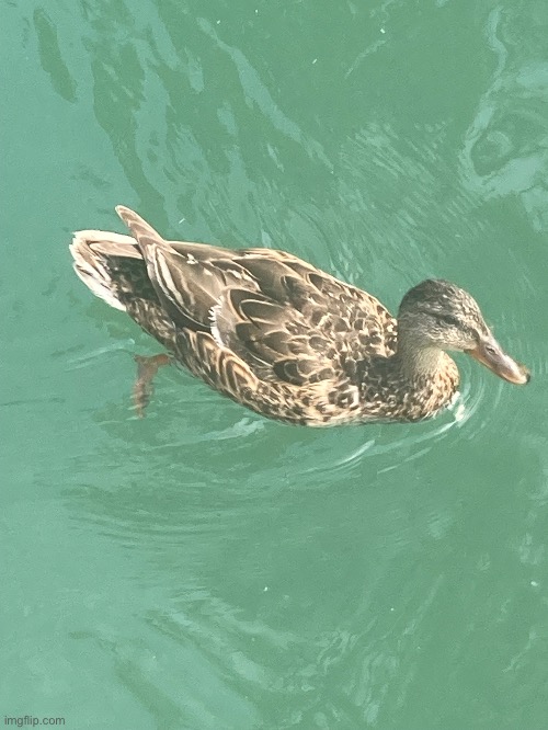 duck | made w/ Imgflip meme maker