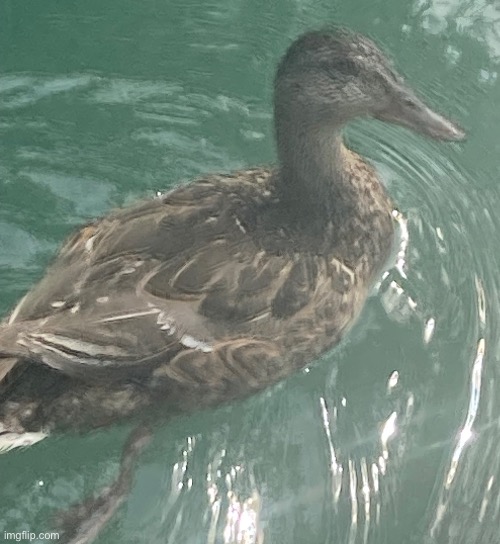 duck | made w/ Imgflip meme maker