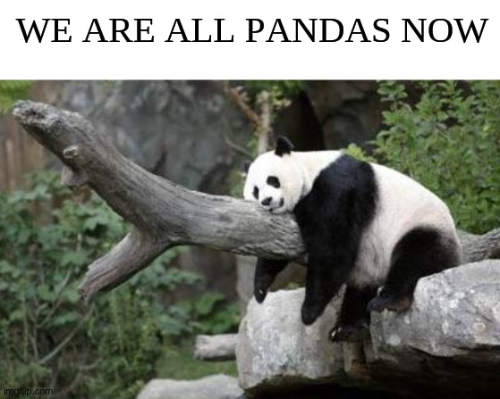 Lazy pandas. | WE ARE ALL PANDAS NOW | image tagged in lazy panda | made w/ Imgflip meme maker
