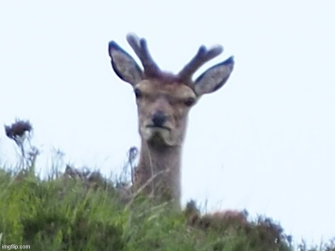 furious deer | image tagged in furious deer | made w/ Imgflip meme maker