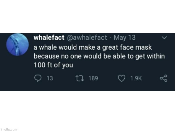 whale fact | image tagged in so true memes,memes,true,facts,whales | made w/ Imgflip meme maker