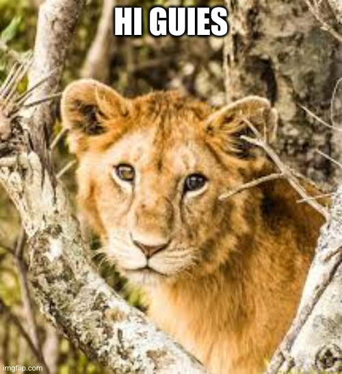 Animalsú | HI GUIES | image tagged in animals | made w/ Imgflip meme maker