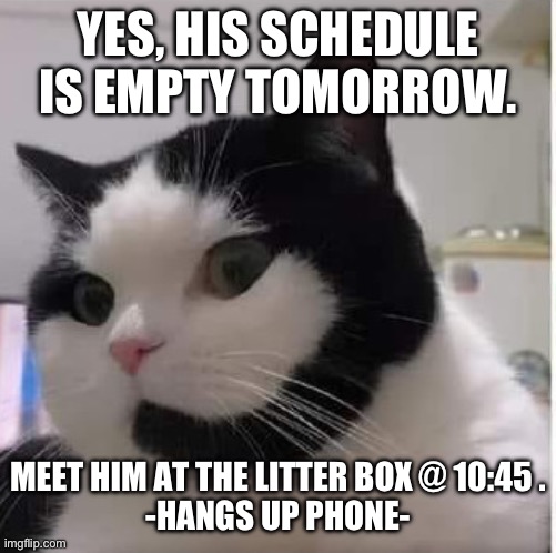 Secretary cat | YES, HIS SCHEDULE IS EMPTY TOMORROW. MEET HIM AT THE LITTER BOX @ 10:45 .


-HANGS UP PHONE- | image tagged in cats,funny,phone | made w/ Imgflip meme maker