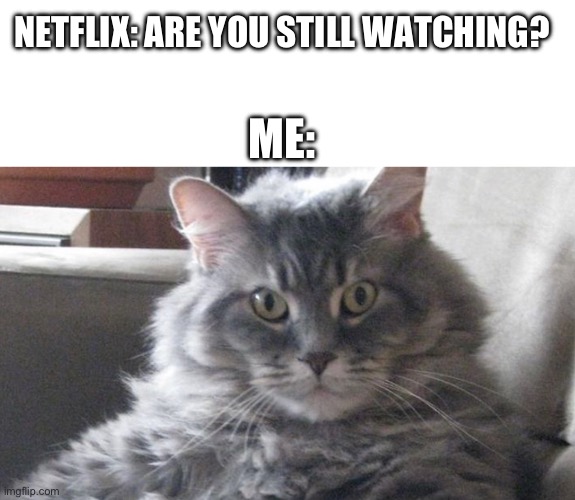 This me | NETFLIX: ARE YOU STILL WATCHING? ME: | image tagged in grumpy cat | made w/ Imgflip meme maker