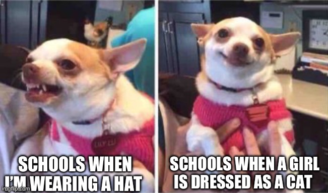 Dumbest school rule in history | SCHOOLS WHEN I’M WEARING A HAT; SCHOOLS WHEN A GIRL IS DRESSED AS A CAT | image tagged in chiuaua | made w/ Imgflip meme maker