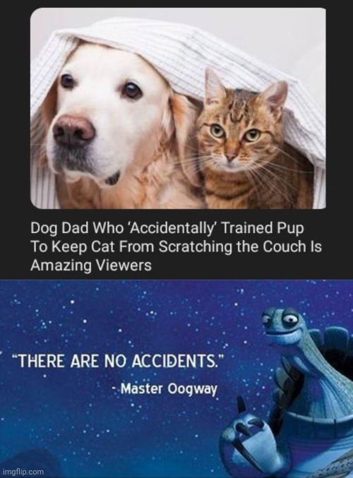 "Accidentally" | image tagged in there are no accidents,dogs,dog,cat,memes,training | made w/ Imgflip meme maker