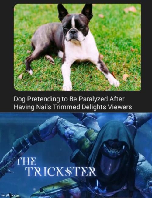 "Pretending to be paralyzed" | image tagged in the trickster,trick,paralyzed,dogs,dog,memes | made w/ Imgflip meme maker