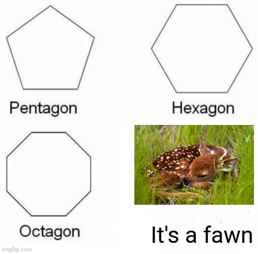 It's a fawn | It's a fawn | image tagged in memes,pentagon hexagon octagon,wholesome,deer | made w/ Imgflip meme maker