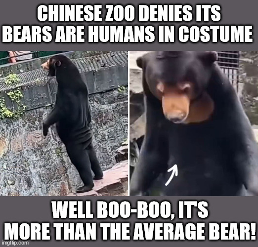CHINESE ZOO DENIES ITS BEARS ARE HUMANS IN COSTUME; WELL BOO-BOO, IT'S MORE THAN THE AVERAGE BEAR! | image tagged in bears,chinese zoo,fake bears | made w/ Imgflip meme maker