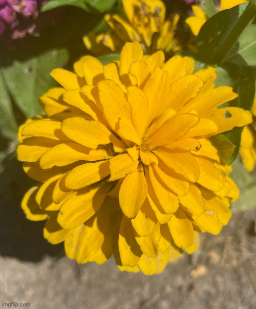 Beautiful yellow flower | made w/ Imgflip meme maker