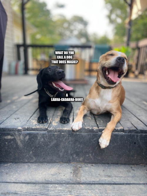 Dog joke | WHAT DO YOU CALL A DOG THAT DOES MAGIC? A LABRA-CADABRA-DOR!! | image tagged in bad pun dogs,funny dog,labrador | made w/ Imgflip meme maker
