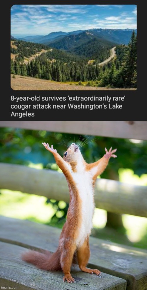 A cougar attack survival | image tagged in grateful,cougar,attack,survival,memes,survived | made w/ Imgflip meme maker