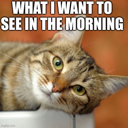 cat is always suffocating me in the mornings | WHAT I WANT TO SEE IN THE MORNING | image tagged in cats,cat | made w/ Imgflip meme maker