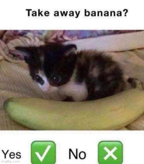 Banbana | image tagged in cats,shitpost | made w/ Imgflip meme maker