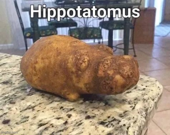 Hippo | image tagged in dad joke | made w/ Imgflip meme maker
